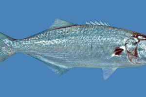 Lufar - grabežljiva riba crnog i azovskog mora